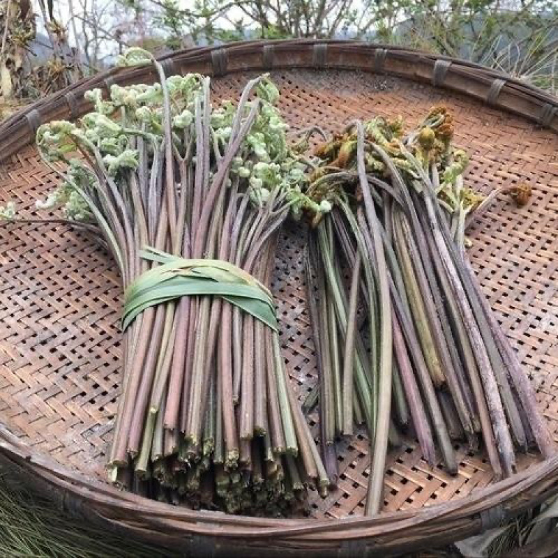 贵州高山精品甜蕨苔大量出货，欢迎老板采购