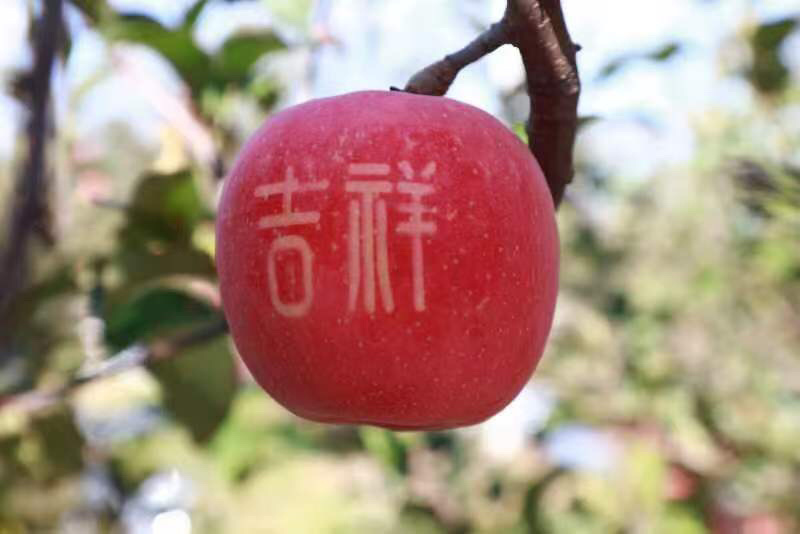 吉县苹果红富士品质保证服务周到价格美丽欢迎咨询