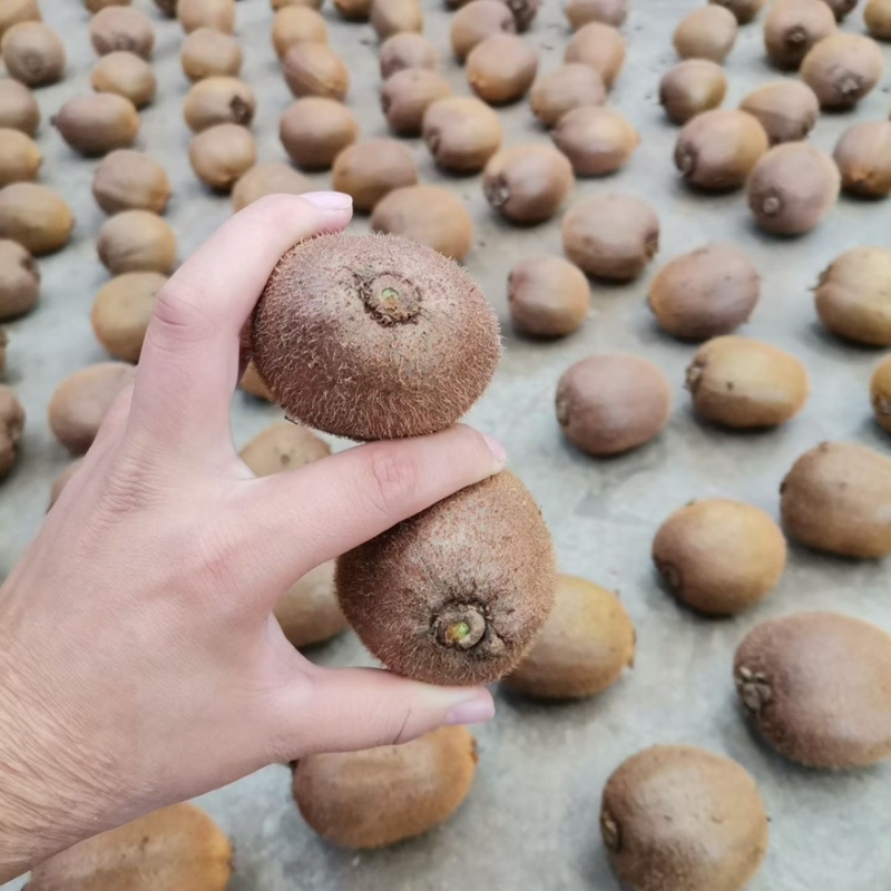 陕西宝鸡眉县徐香猕猴桃🥝