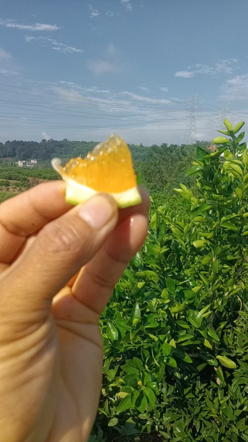 红肉九月红脐橙产地一手货源，量大优惠欢迎合作