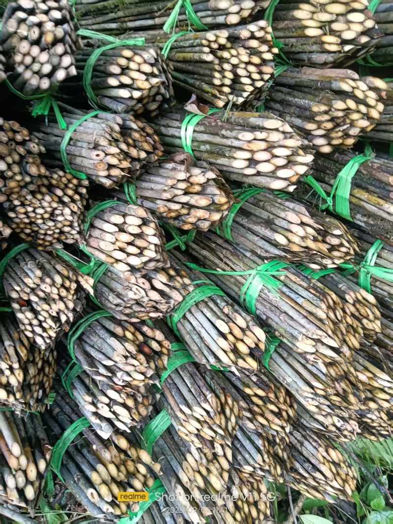 豆杆果树杆