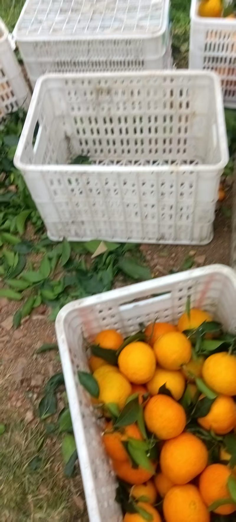 爱媛橙产地一手货源，量大优惠对接全国市场电商平台