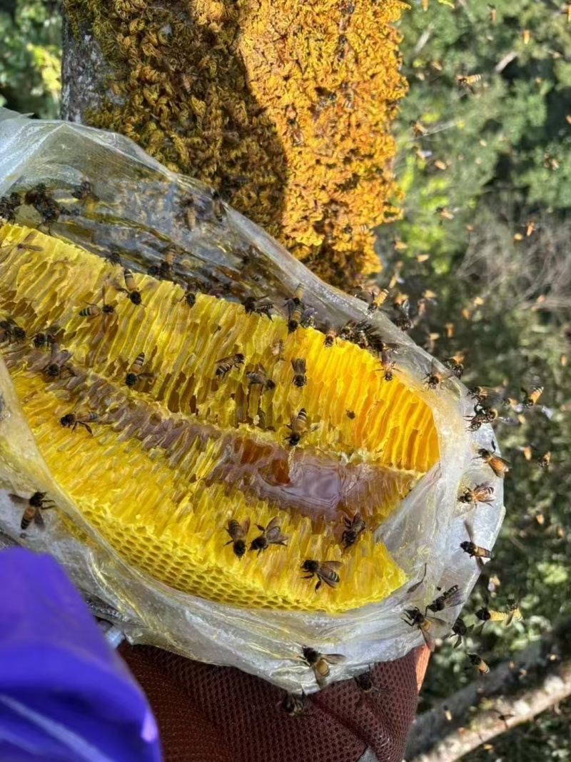 土蜂蜜，自己的