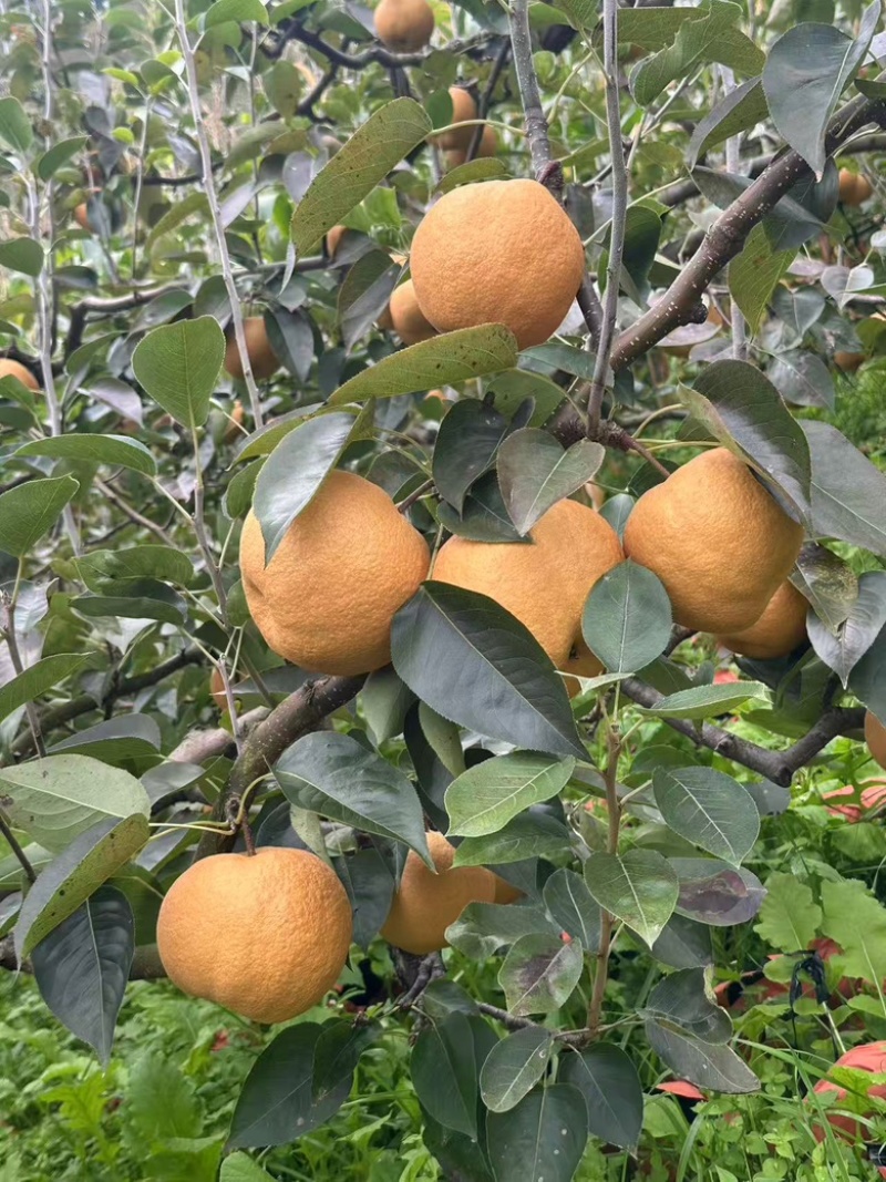 黄梨