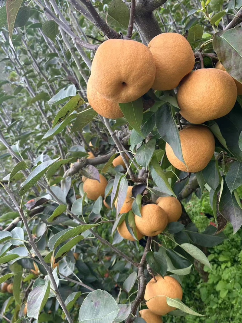 黄梨