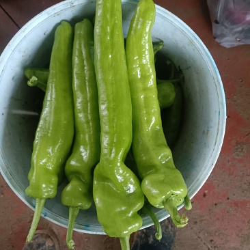 黄皮尖椒大量有货
