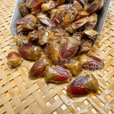 油炸去头去翅膀九香虫