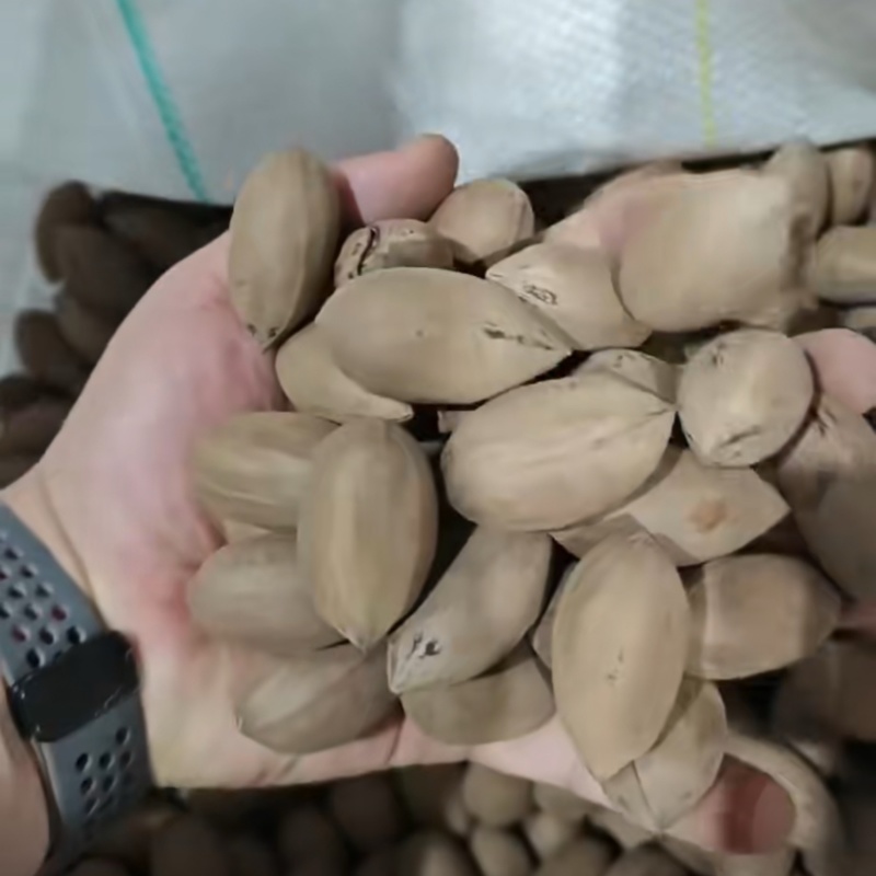 南非碧根果碧根果生料新货干的碧根果源头工厂直销