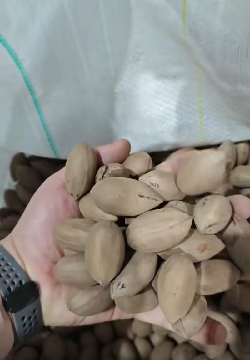 南非碧根果碧根果生料新货干的碧根果源头工厂直销