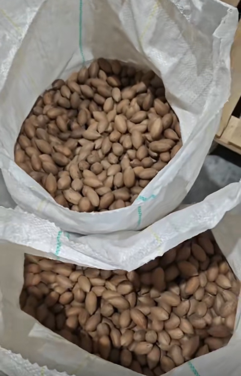南非碧根果碧根果生料新货干的碧根果源头工厂直销