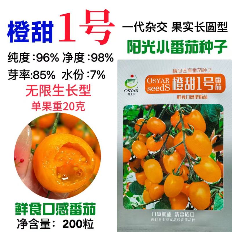 橙甜1号小番茄种子橙黄色樱桃番茄圣女果种子脆甜糖度高水果