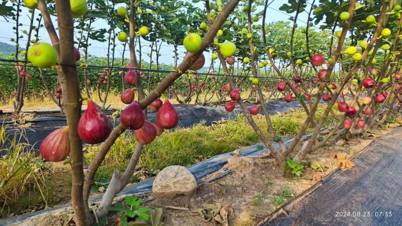6粒装无花果装基地直发保质保量价格实惠欢迎电联