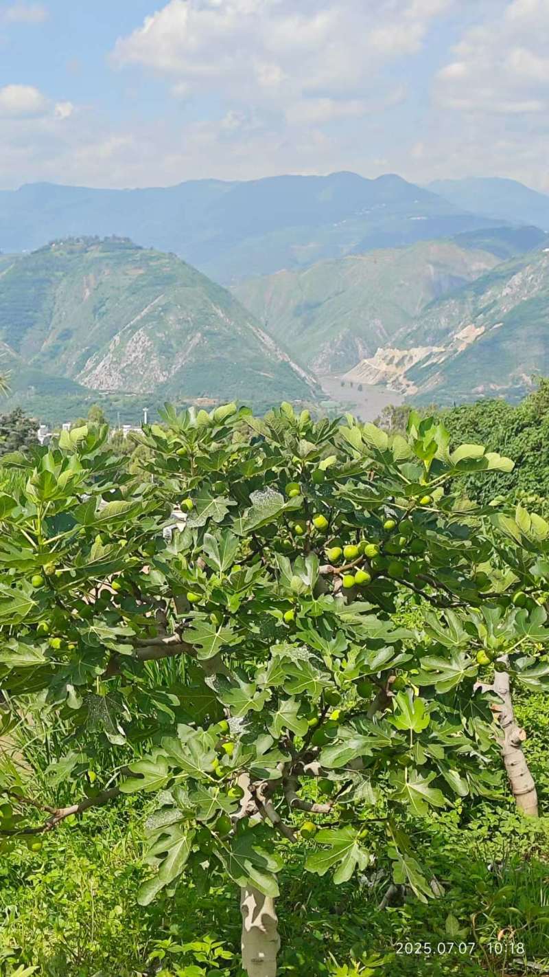 6粒装无花果装基地直发保质保量价格实惠欢迎电联