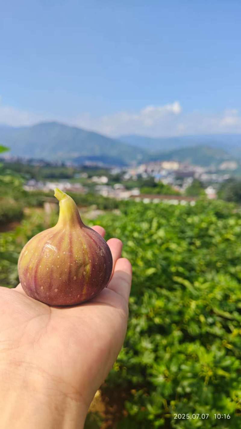 云南无花果空运包装大规模种植保质保量价格实惠运输便利电联