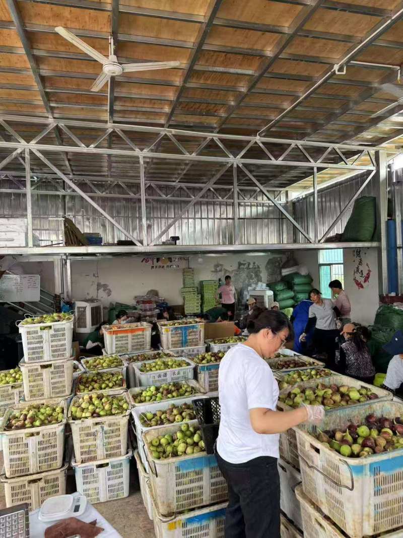 无花果云南无花果大果粒口感佳营养丰富价格实惠运输便利