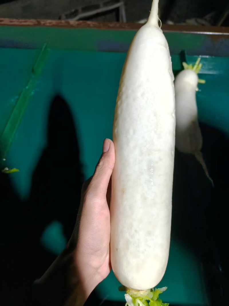 精品白萝卜