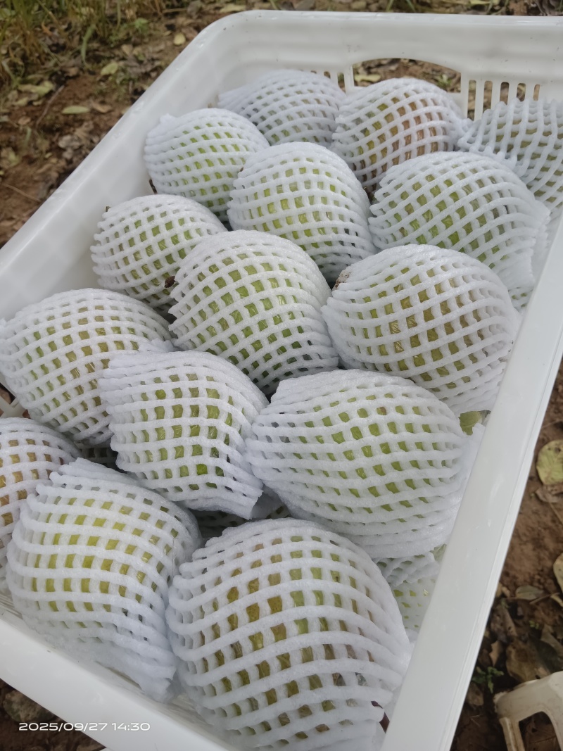 玉露香梨