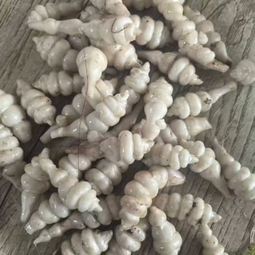 螺丝菜