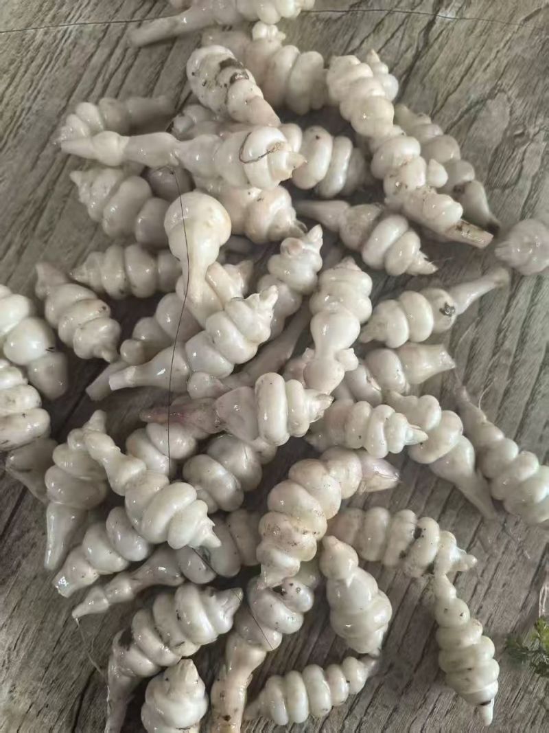螺丝菜