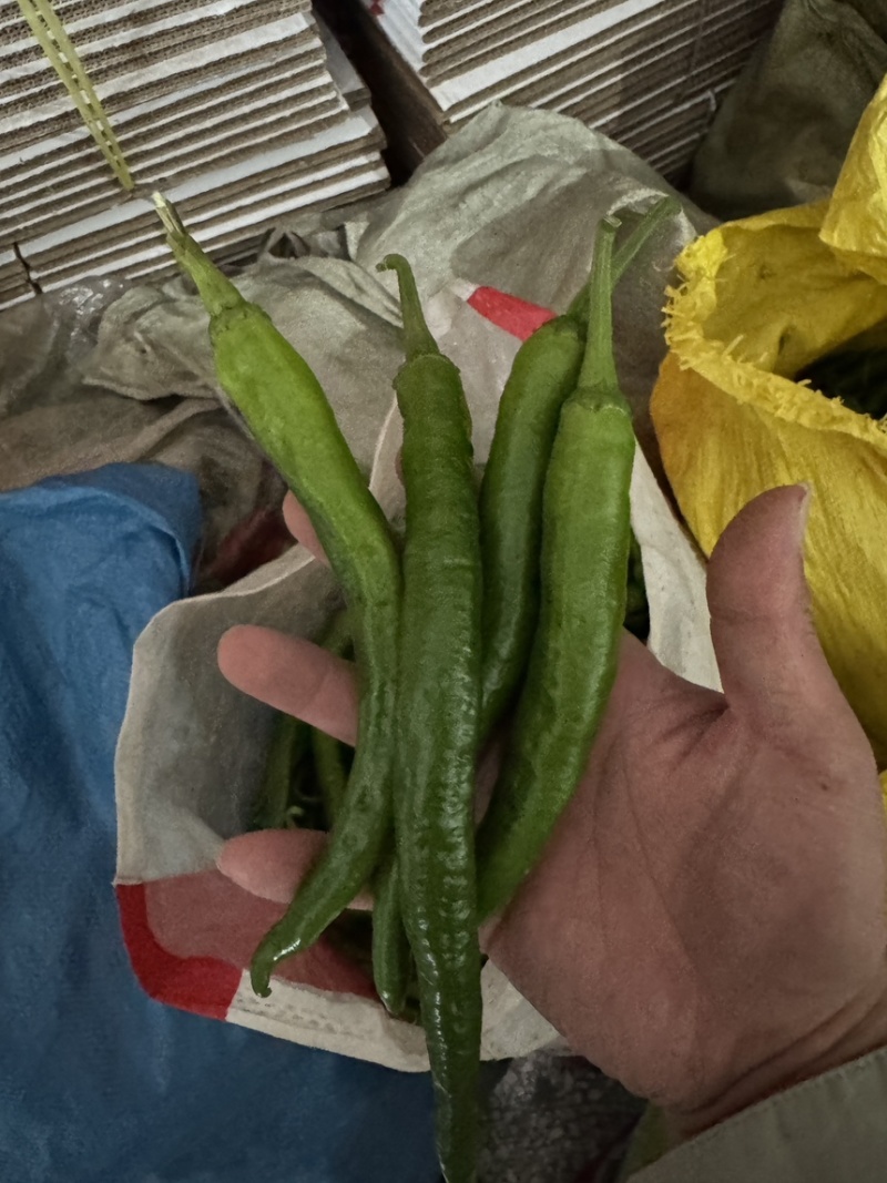 湘研55号辣椒湘辛辣子软香辣