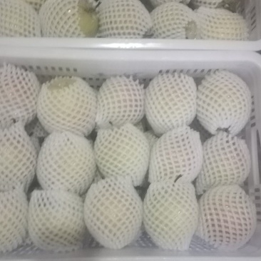 玉露香梨