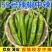 湘研55号辣椒湘辛辣子软香辣