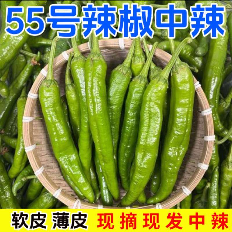 湘研55号辣椒湘辛辣子软香辣