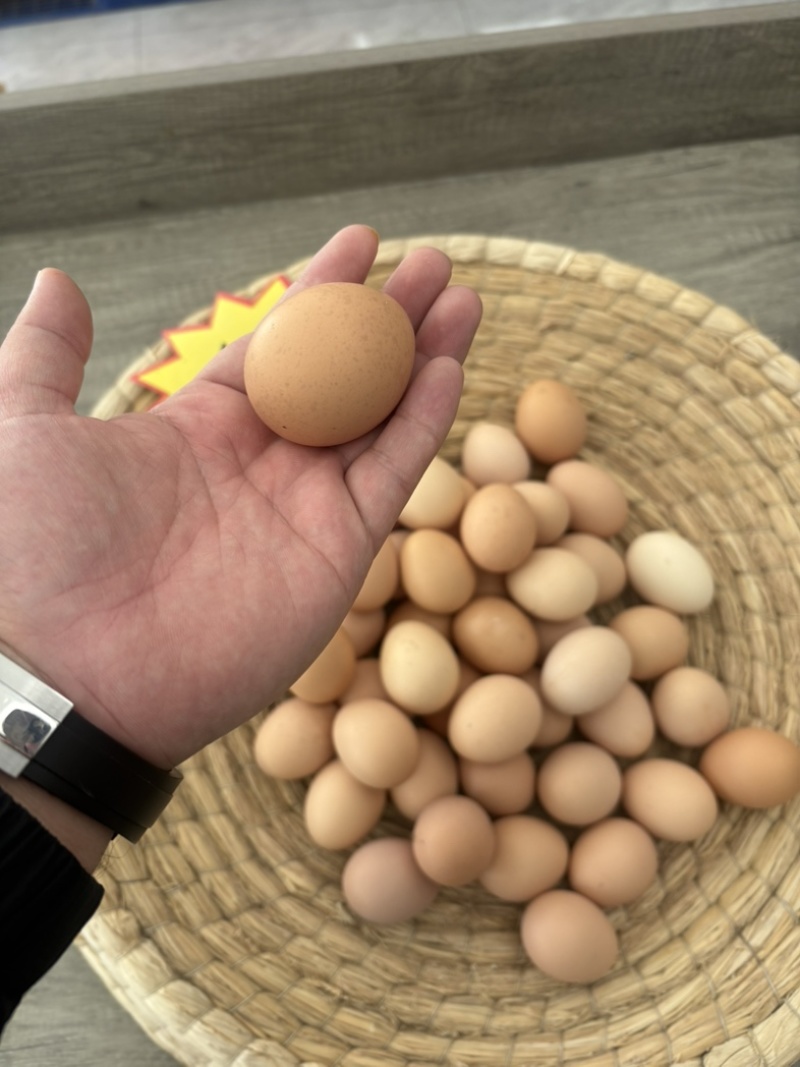 东北农村笨鸡蛋