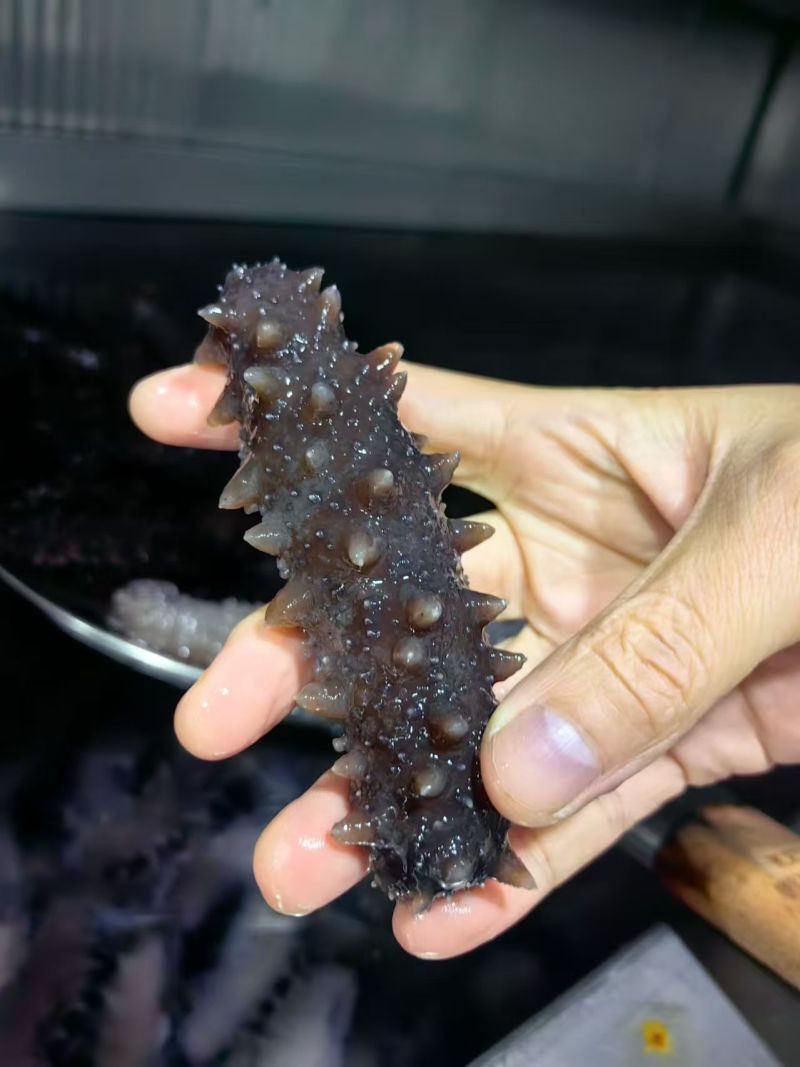 即食辽刺参海参量大从优价格实惠全国发货