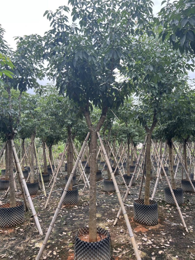 紫花风铃木产地直销米径8-12公分欢迎各位老板前来