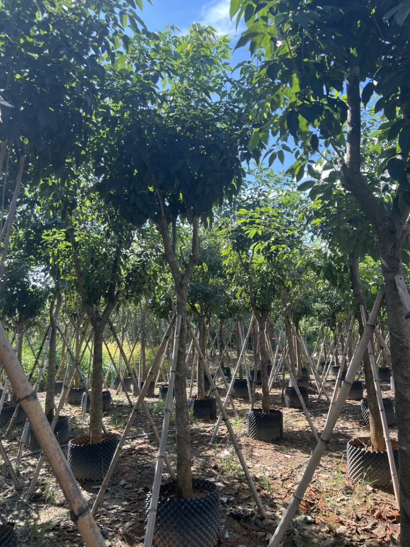紫花风铃木产地直销米径8-12公分欢迎各位老板前来