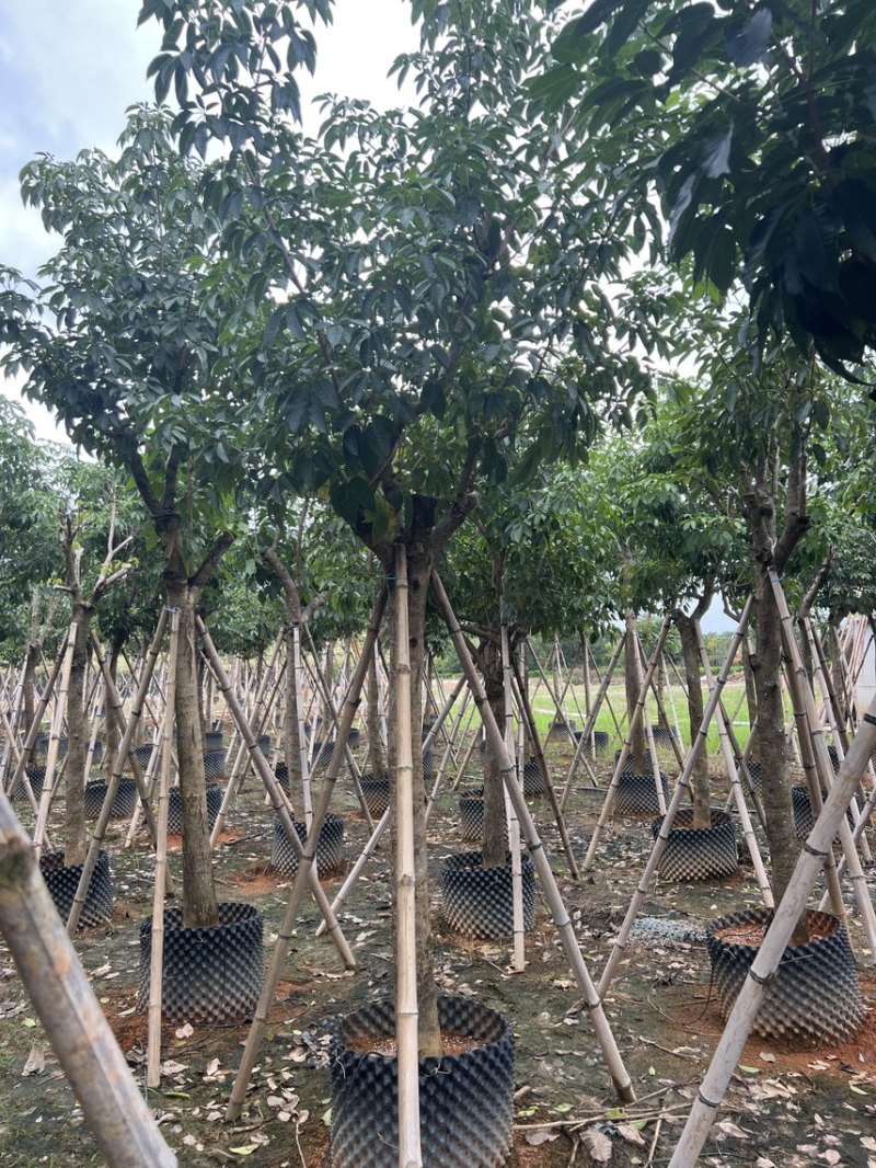 紫花风铃木产地直销米径8-12公分欢迎各位老板前来