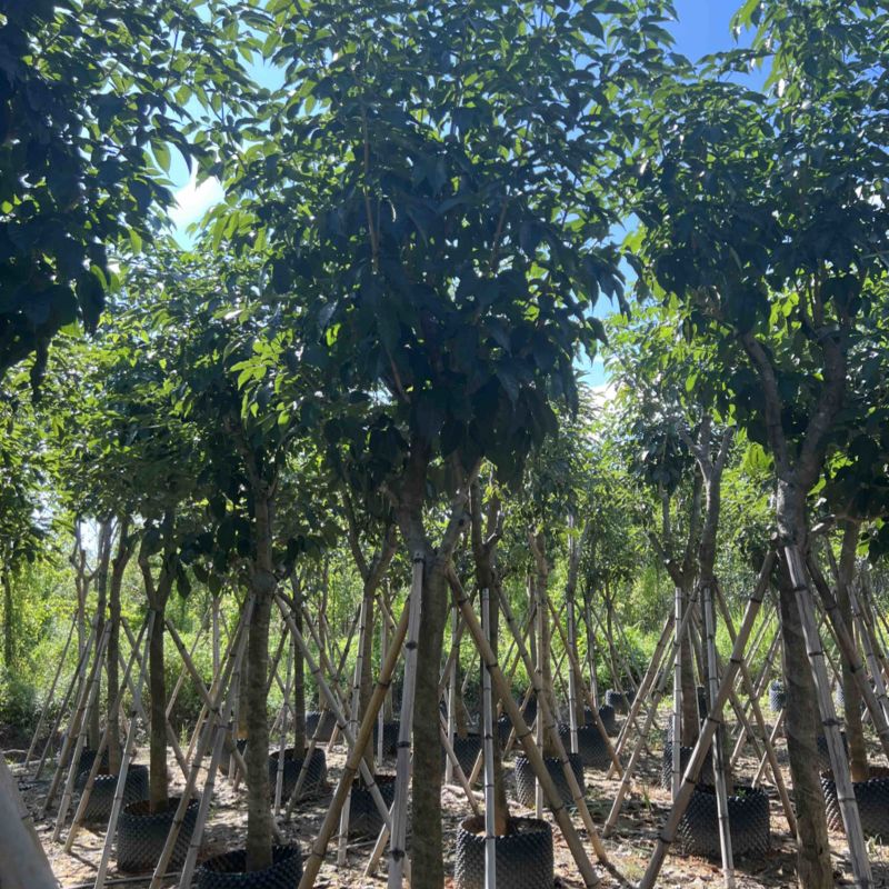 紫花风铃木产地直销米径8-12公分欢迎各位老板前来