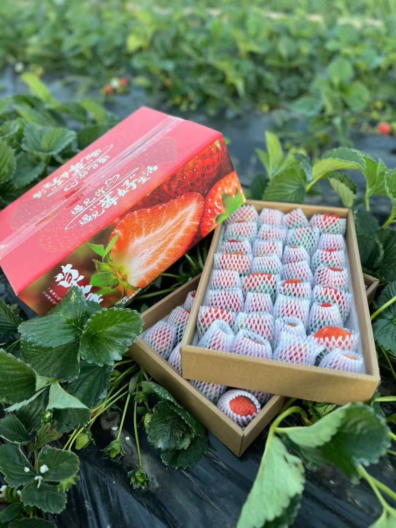 大凉山露天阳光冬草莓，冷饮店，蛋糕店，送客户一件发货