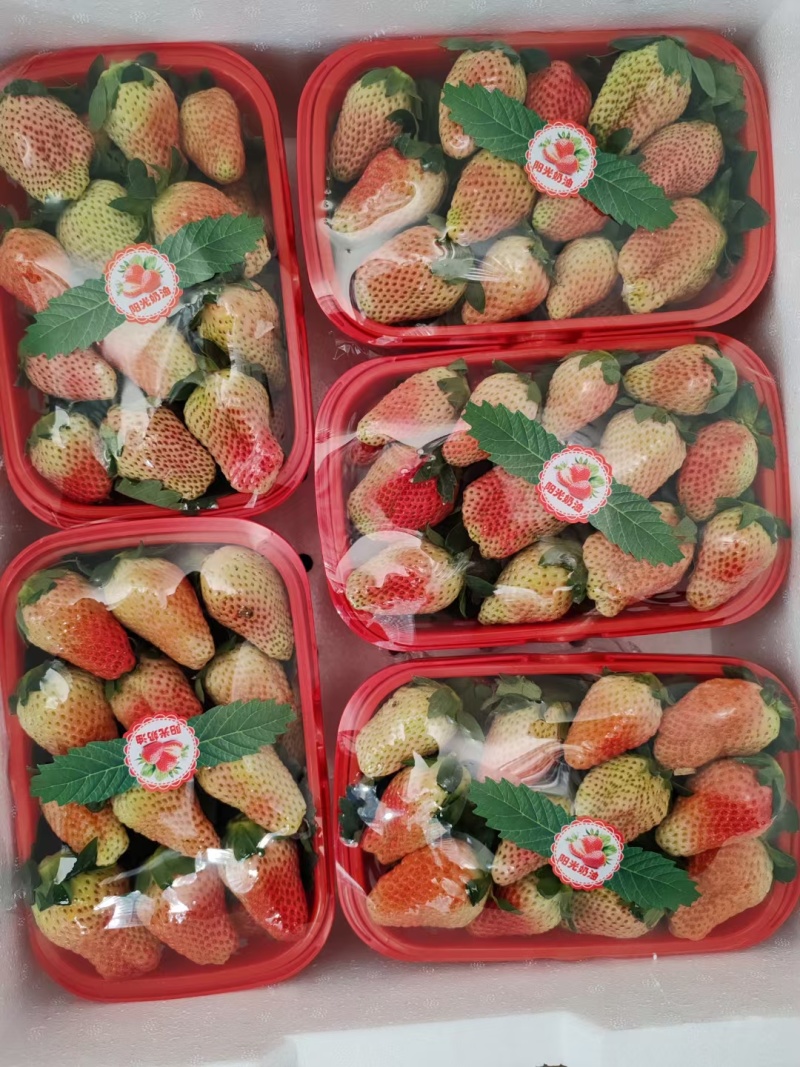 大凉山露天阳光冬草莓，冷饮店，蛋糕店，送客户一件发货