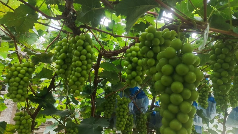 阳光玫瑰一手货源，无子晴王，口感好，冷库现货