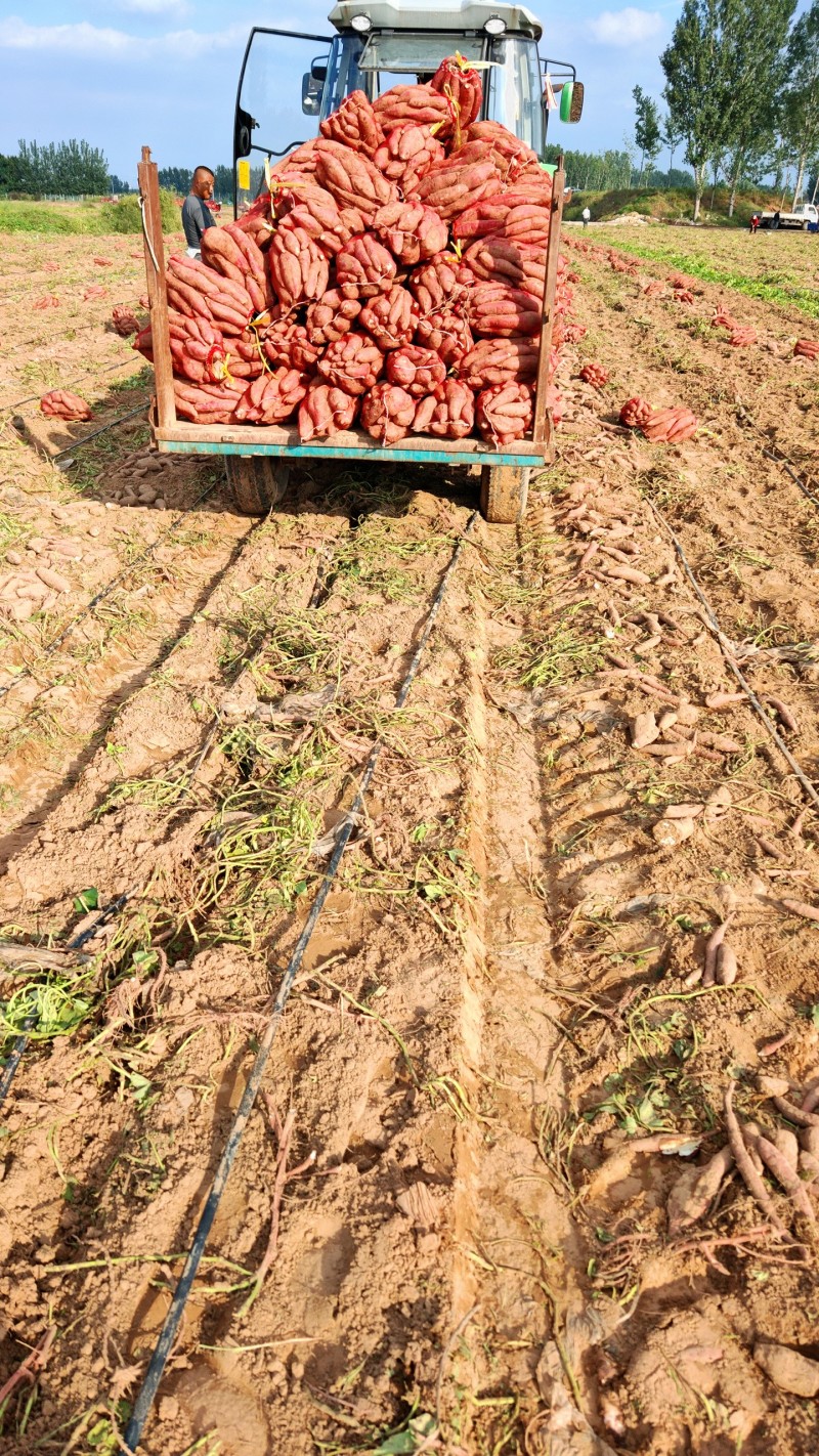 商薯19濮阳黄河滩地红薯粉糯面甜大量淀粉红薯