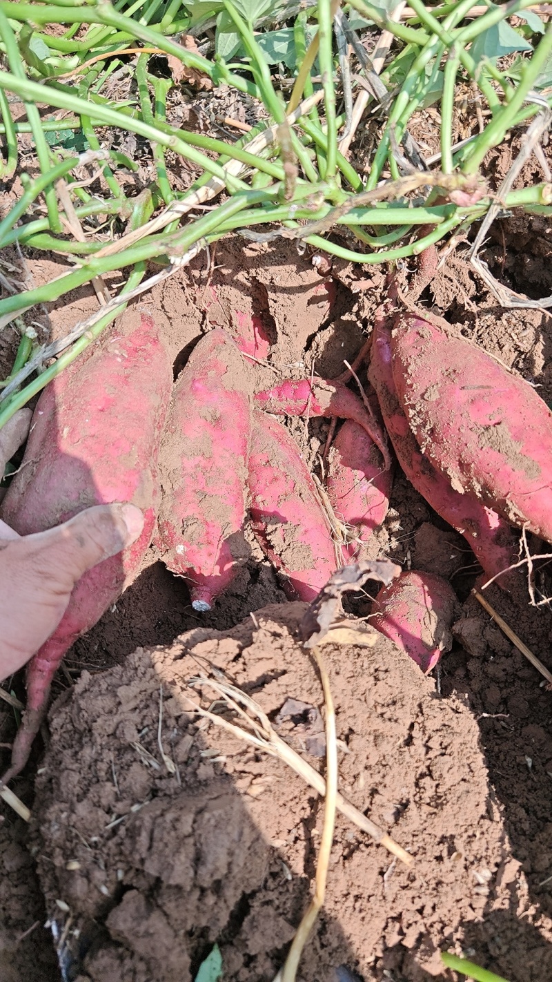 商薯19濮阳黄河滩地红薯粉糯面甜大量淀粉红薯
