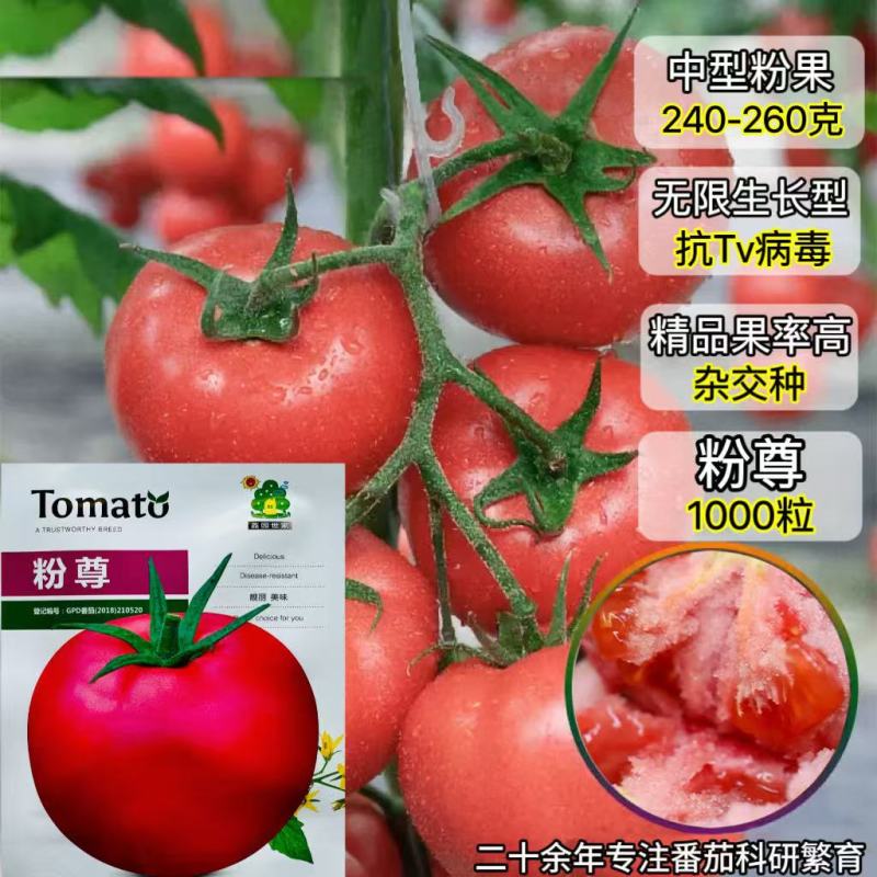 粉尊番茄种子硬粉大果西红柿种籽无限生长型抗病强春秋番茄种