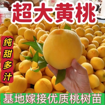 锦绣黄桃黄金45号甜黄金蜜香基地现挖现发包成活包结果