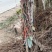 2年生巨峰高枝葡萄苗建园建院做盆栽苗当年挂果