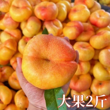 油蟠桃树苗奶油红蟠油蟠毛蟠南北方种植现挖现发包成活