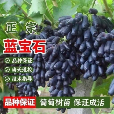 蓝宝石葡萄果树苗南北方种植抗寒现挖现发包成活包品种