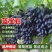 蓝宝石葡萄果树苗南北方种植抗寒现挖现发包成活包品种