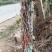 2年生巨峰高枝葡萄苗建园建院做盆栽苗当年挂果