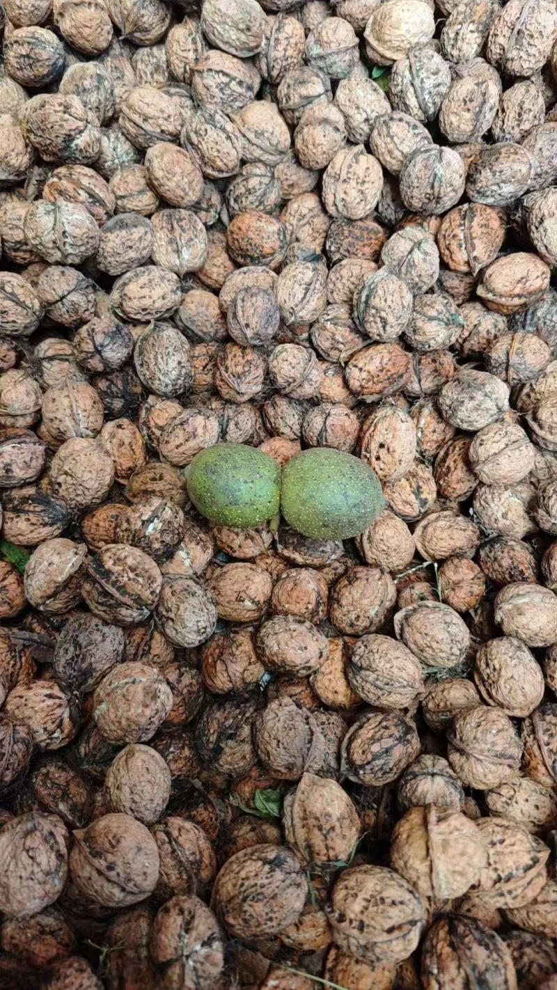 核桃云南高山薄皮核桃——自然原味，颗颗饱满好剥