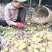 核桃云南高山薄皮核桃——自然原味，颗颗饱满好剥