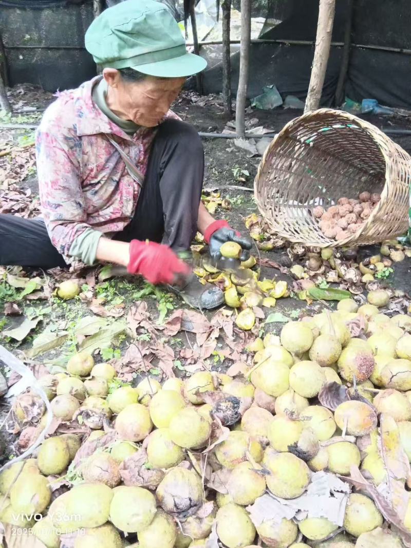 核桃云南高山薄皮核桃——自然原味，颗颗饱满好剥