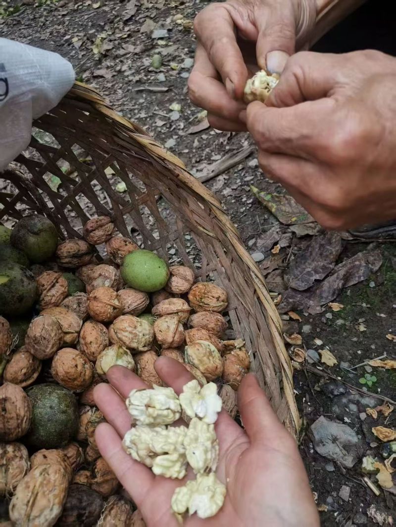 核桃云南高山薄皮核桃——自然原味，颗颗饱满好剥