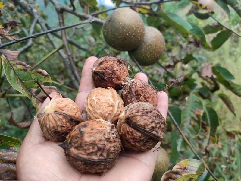 核桃云南高山薄皮核桃——自然原味，颗颗饱满好剥